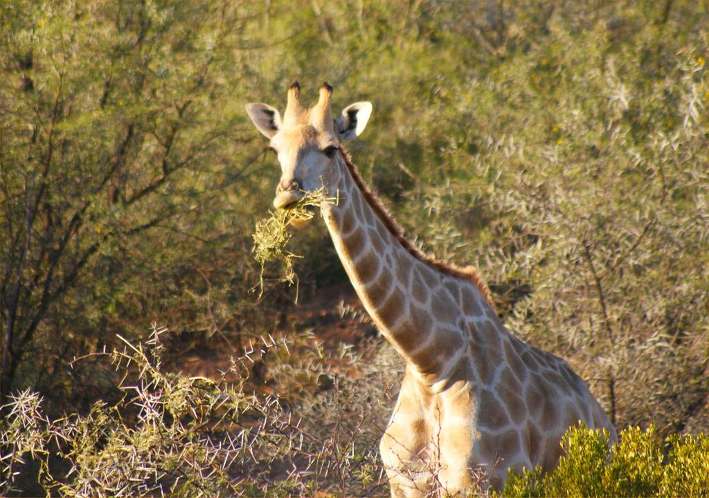 Zwartberg View Mountain Lodge Oudtshoorn Extérieur photo